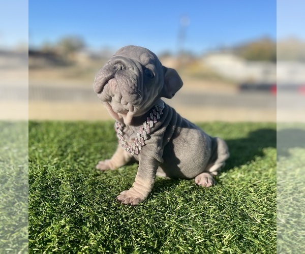 Medium Photo #11 French Bulldog Puppy For Sale in WEST HOLLYWOOD, CA, USA
