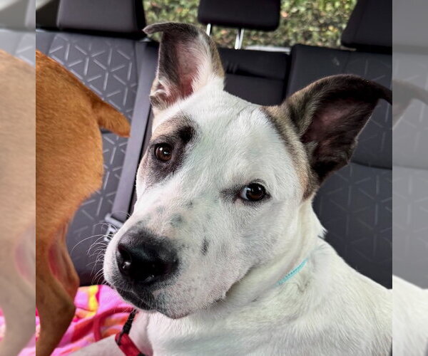 Medium Photo #1 American Staffordshire Terrier-Labrador Retriever Mix Puppy For Sale in San Juan Capistrano, CA, USA