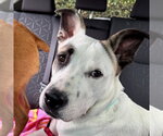 Small American Staffordshire Terrier-Labrador Retriever Mix
