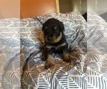 Small Photo #4 Rottweiler Puppy For Sale in HENRICO, VA, USA