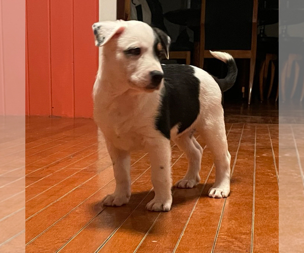 Medium Photo #1 Australian Cattle Dog-Great Pyrenees Mix Puppy For Sale in NEW WILMINGTON, PA, USA