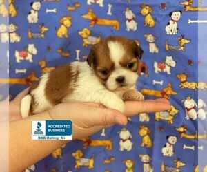 Shih Tzu Puppy for sale in WINNSBORO, LA, USA