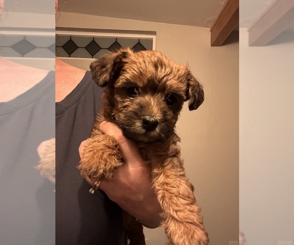 Medium Photo #13 Poocan Puppy For Sale in FAIR OAKS, CA, USA
