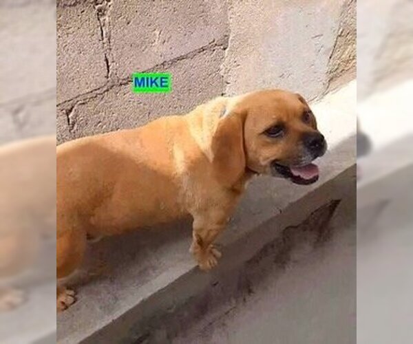 Medium Photo #2 Bagle Hound Puppy For Sale in Woodland Hills, CA, USA