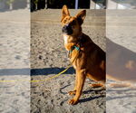 Small #1 German Shepherd Dog Mix