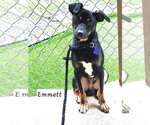 Small #5 Mutt
