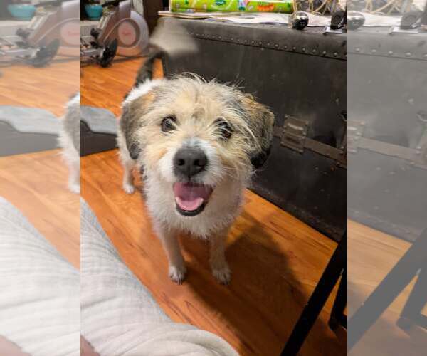 Medium Photo #7 Mutt Puppy For Sale in Arlington, VA, USA