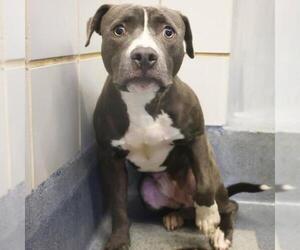American Staffordshire Terrier Dogs for adoption in San Antonio, TX, USA