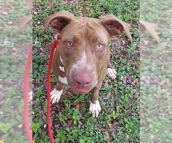 Medium Photo #1 American Staffordshire Terrier Puppy For Sale in Fort Lauderdale, FL, USA