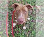 Small American Staffordshire Terrier