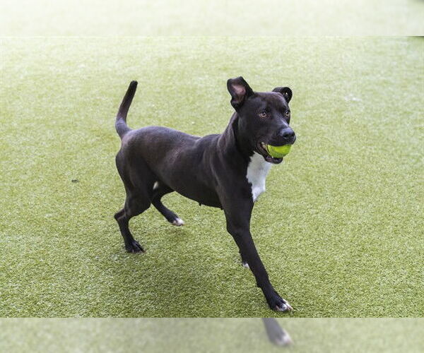 Medium Photo #2 Blue Lacy Puppy For Sale in Waco, TX, USA