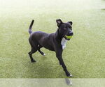 Small #1 Blue Lacy