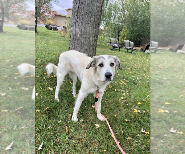 Medium Photo #4 Great Pyrenees-Unknown Mix Puppy For Sale in Mundelein, IL, USA
