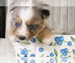 Small Photo #19 Miniature Australian Shepherd Puppy For Sale in STAFFORD, VA, USA
