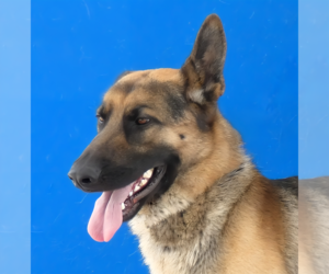 German Shepherd Dog Dogs for adoption in Pasadena, CA, USA