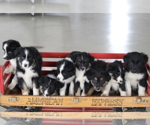 Border-Aussie Puppy for sale in FREDERICKSBURG, OH, USA