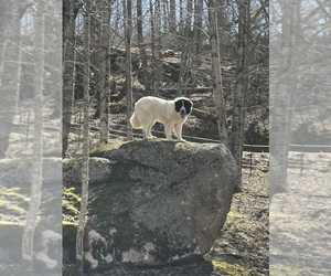 Great Pyrenees Puppy for sale in ELK PARK, NC, USA
