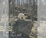 Small Great Pyrenees