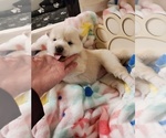 Puppy Puppy 2 Shiba Inu