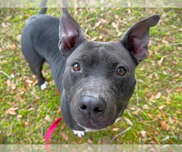 Medium Photo #2 American Staffordshire Terrier Puppy For Sale in Tallahassee, FL, USA