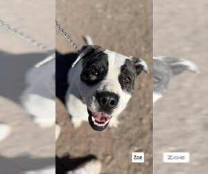 Zoe - Female American Pit Bull Terrier-Unknown Mix Dog for Adoption - Photo #4