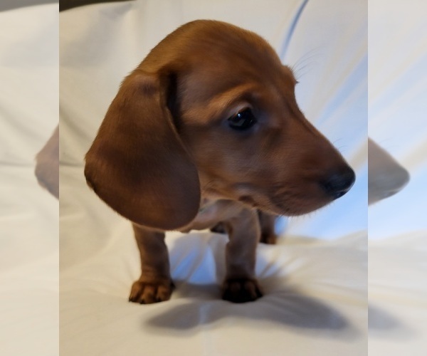 Medium Photo #5 Dachshund Puppy For Sale in KUNA, ID, USA
