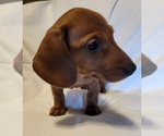 Small Photo #6 Dachshund Puppy For Sale in KUNA, ID, USA