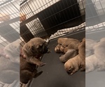 Small Photo #6 Boerboel Puppy For Sale in LITTLE ROCK, AR, USA