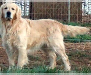 Father of the Golden Retriever puppies born on 03/26/2023