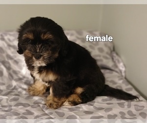 Silky Cocker Puppy for Sale in BURLINGTON, Massachusetts USA