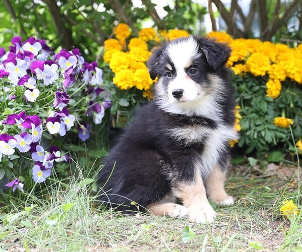Medium Photo #4 Miniature Australian Shepherd Puppy For Sale in WESTFIELD, MA, USA