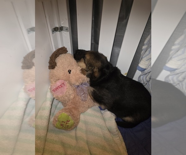 Medium Photo #5 German Shepherd Dog Puppy For Sale in LAKE CITY, FL, USA