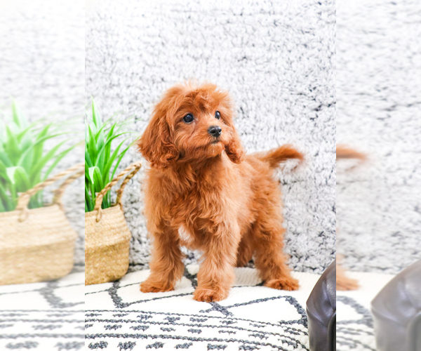 Medium Photo #12 Cavapoo Puppy For Sale in SYRACUSE, IN, USA