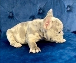 French Bulldog Dog for Adoption in PORTLAND, Oregon USA