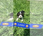 Puppy Sunny Cavalier King Charles Spaniel
