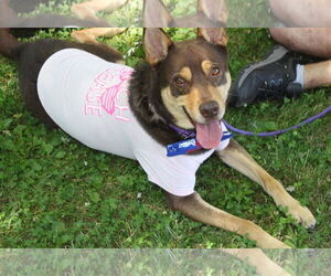 Buzz - Male Labsky Dog for Adoption - Photo #2