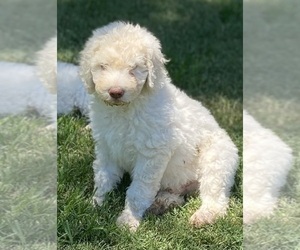 Poodle (Standard) Puppy for sale in ADAMSVILLE, TN, USA