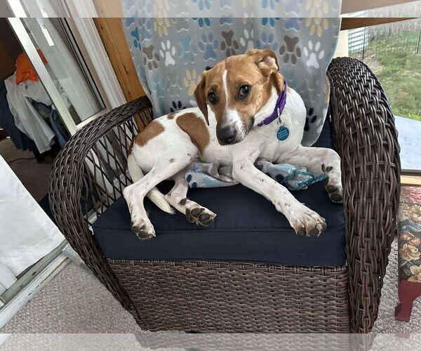 Medium Photo #2 Mutt Puppy For Sale in pomfret, CT, USA