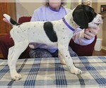 Small Photo #13 German Shorthaired Pointer Puppy For Sale in MCKINNEY, TX, USA