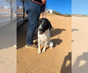 Lab-Pointer Dogs for adoption in San Diego, CA, USA