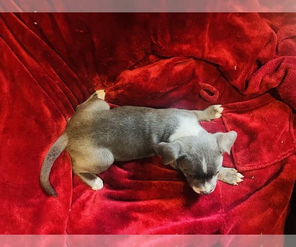 Medium Photo #4 American Pit Bull Terrier Puppy For Sale in TRENTON, NJ, USA
