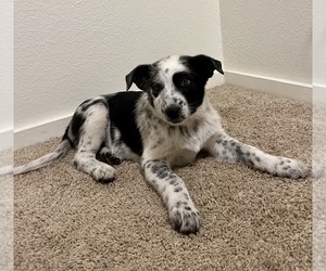 Australian Cattle Dog-Border Collie Mix Puppy for sale in HILLSBORO, WI, USA