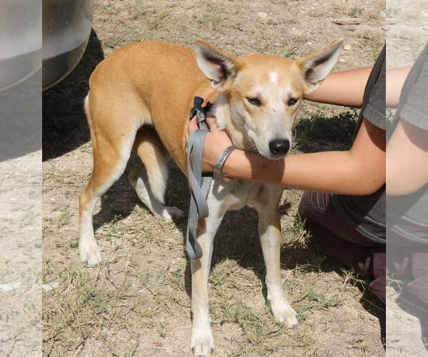 Medium Photo #3 Carolina Dog-German Shepherd Dog Mix Puppy For Sale in Bandera, TX, USA