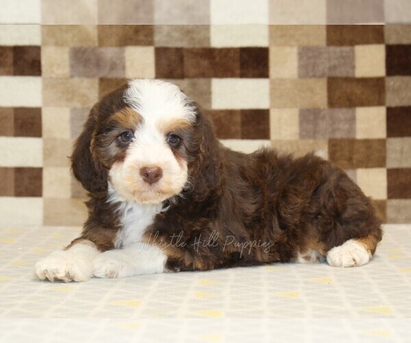 Medium Photo #2 Bernedoodle (Miniature) Puppy For Sale in DENVER, PA, USA