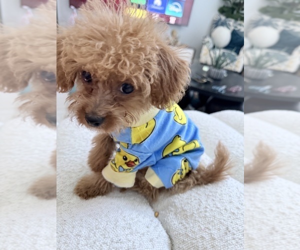 Medium Photo #1 Poodle (Miniature) Puppy For Sale in ORMOND BEACH, FL, USA