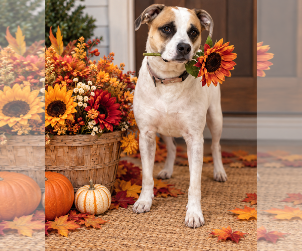 Medium Photo #1 Labrador Retriever-Red Heeler Mix Puppy For Sale in Mt. Laurel, NJ, USA