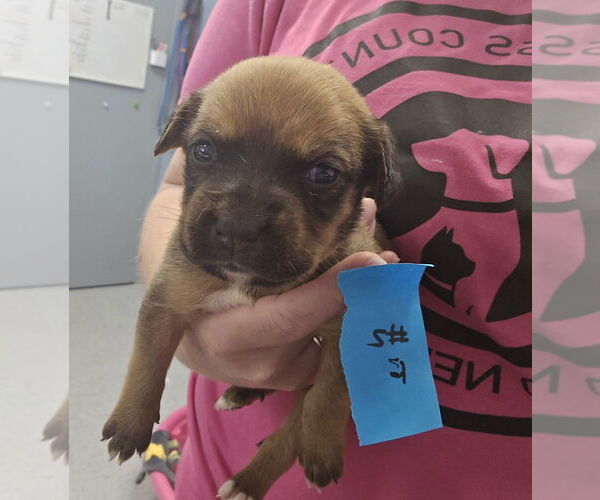 Medium Photo #2 Bullboxer Pit Puppy For Sale in Evansville, IN, USA