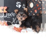 Small #1 Yorkshire Terrier