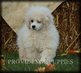 Small Photo #84 Poodle (Miniature) Puppy For Sale in COPPOCK, IA, USA