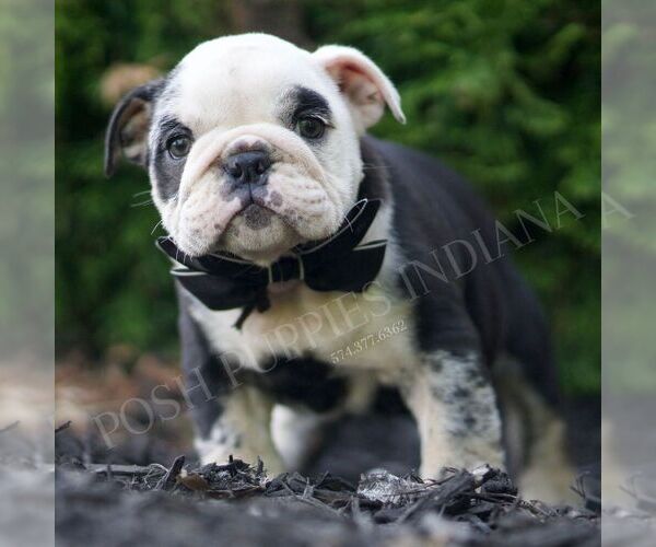 Medium Photo #3 Bulldog Puppy For Sale in WARSAW, IN, USA